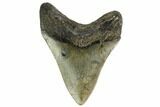 Fossil Megalodon Tooth - North Carolina #160494-1